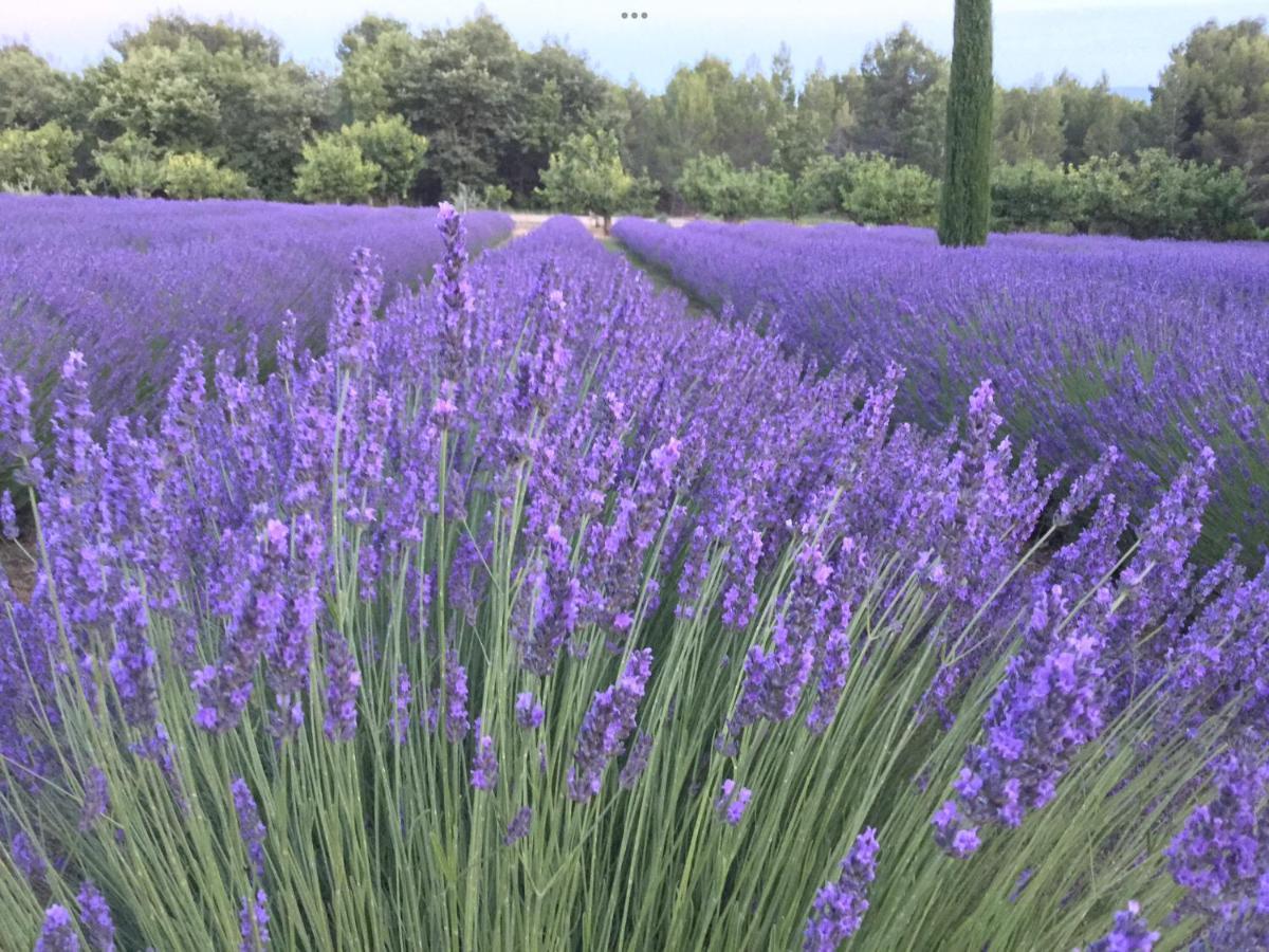 Lovely Views In Secret Provence 주카스 외부 사진